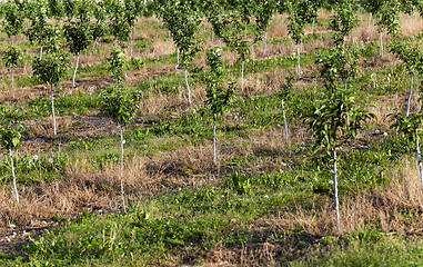Image showing young fruit-trees  