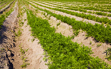 Image showing carrot field  