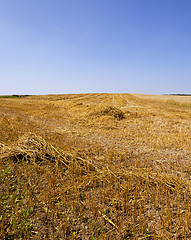 Image showing agriculture 