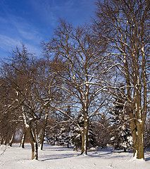 Image showing winter forest  