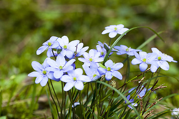 Image showing spring flowers  