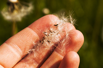 Image showing dandelions 