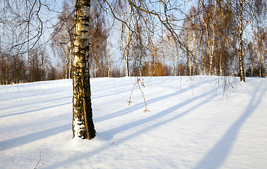 Image showing trees in the winter  