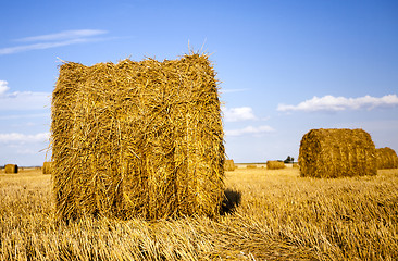 Image showing agricultural field  