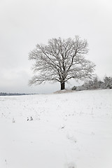 Image showing tree in the field  