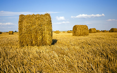 Image showing agricultural field  