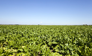 Image showing agriculture 