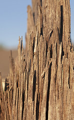 Image showing the split part of a tree 