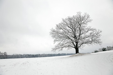 Image showing tree in the field  