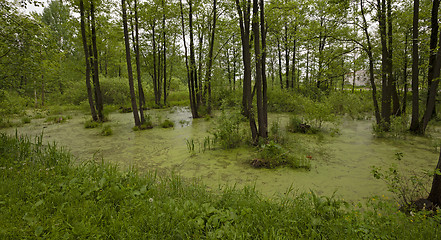 Image showing the marshland  