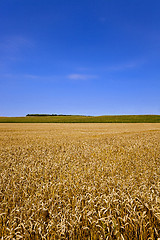 Image showing agricultural field  