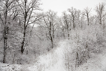 Image showing trees in the winter  