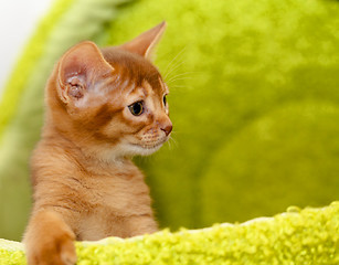 Image showing Abyssinian kitten  