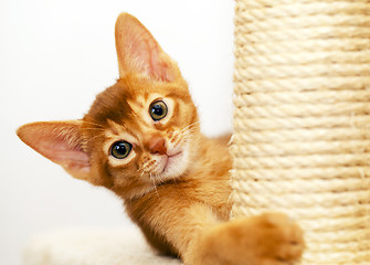 Image showing Abyssinian kitten  