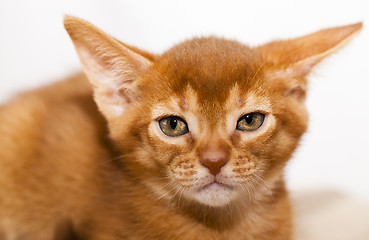 Image showing Abyssinian kitten 