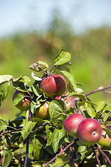 Image showing apple-tree garden 