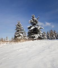 Image showing winter  