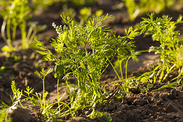 Image showing carrot field  