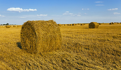 Image showing agricultural field  