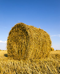 Image showing agricultural field  