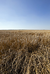 Image showing agriculture  