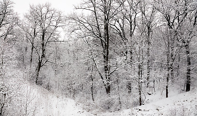 Image showing trees in the winter 