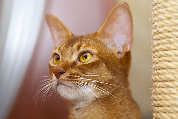 Image showing Abyssinian cat  