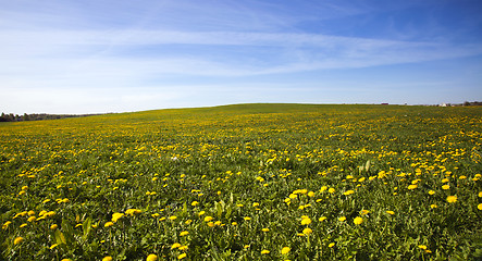 Image showing field with dandelions  