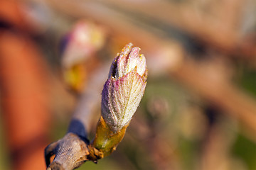 Image showing grapes sprout  