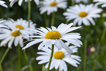 Image showing white  camomile  