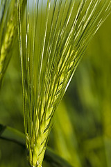 Image showing cereals. close up 