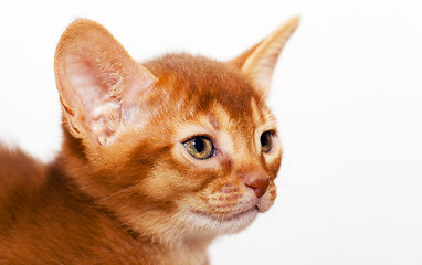 Image showing Abyssinian kitten 
