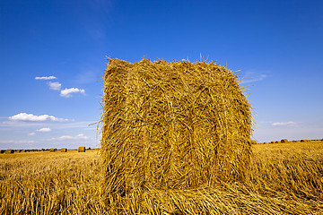 Image showing agricultural field  