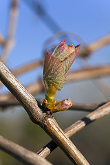 Image showing grapes sprout 