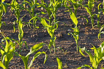 Image showing green corn  