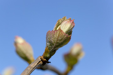 Image showing grapes sprout  