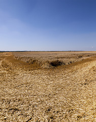 Image showing agriculture  