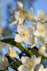 Image showing jasmine flower  