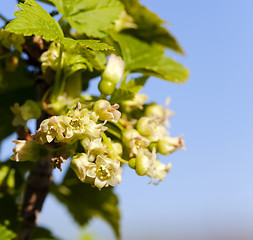 Image showing blossoming of blackcurrant  