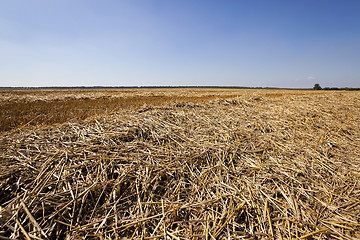 Image showing agriculture  