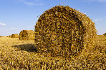 Image showing agricultural field  