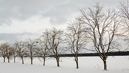 Image showing trees in the winter  