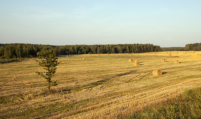 Image showing straw stack 