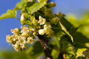 Image showing blossoming of blackcurrant  