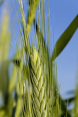 Image showing cereals. close up