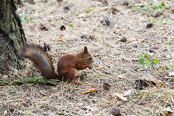 Image showing squirrel 