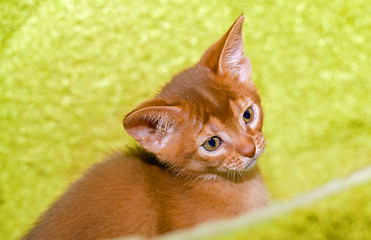 Image showing Abyssinian kitten 