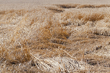 Image showing the destroyed cereals  