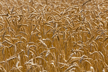 Image showing ripened cereals  