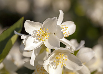 Image showing jasmine flower 